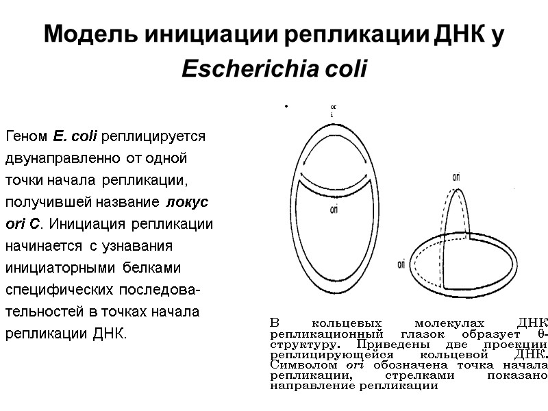 Модель инициации репликации ДНК у Escherichia coli  Геном Е. coli реплицируется  двунаправленно